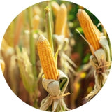 Glucosamine Sulphate